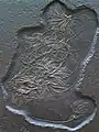 Fossil Crinoid from the Formation