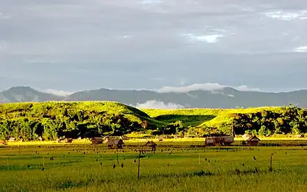 Rice fields