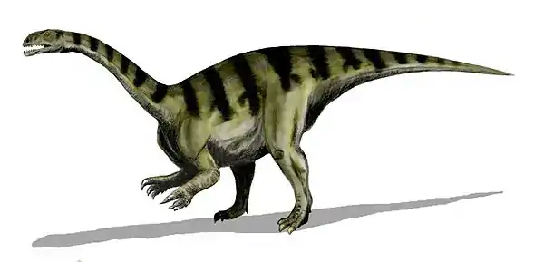 Plateosaurus was one of the largest of early sauropodomorphs, or "prosauropods", of the Late Triassic