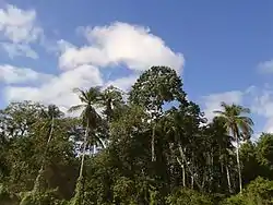 The Orinoco River delta