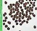 Seeds