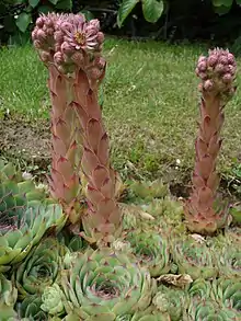 Sempervivum tectorum, the common houseleek