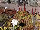 Sempervivum tectorum with flowers in Uppsala Botaniska Trädgården