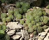 Sempervivum tectorum, the common houseleek