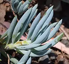 Leaf close up