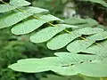 S. alata leaves