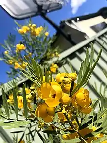 Blooming in early spring, in Australia