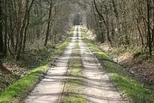 Path in the forest.