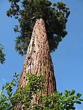 Sequoia tree