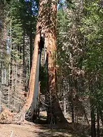 The Clothespin Tree