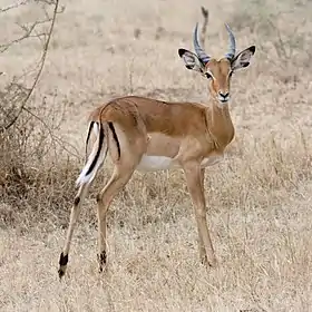 Image 7ImpalaPhoto: IkiwanerThe impala (Aepyceros melampus) is a medium-sized African antelope. The name comes from the Zulu language. They are normally reddish-brown, with lighter flanks, white underbellies, and a characteristic "M" marking on the rear. Males have lyre-shaped horns, which can reach up to 90 cm (35 in) in length. They are strong jumpers, able to reach distances more than 10 m (33 ft) in a single bound. They are also fast runners, capable of reaching speeds up to 90 km/h (56 mph).More selected pictures