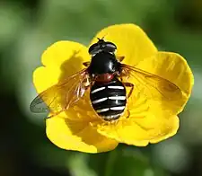 Sericomyia lappona female