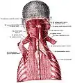 Serratus posterior superior muscles are labeled at center left and center right.