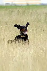 Gordon Setter running in the fields