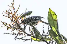 Arrowhead warbler Setophaga pharetra, Blue Mountains, Jamaica.