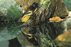 American redstart