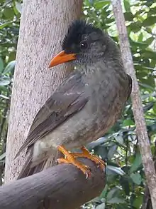 Seychelles bulbul (Hypsipetes crassirostris) on Praslin