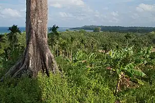 Forest cover, Shaheed Island