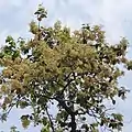 Sal tree in full bloom at Gazipur, Bangladesh