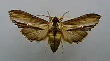 Cucullia verbasci