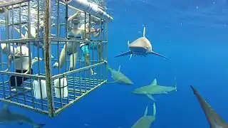 Image 14Shark cage diving (from Shark tourism)