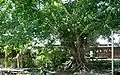 A photograph of the centrepiece fifty-year-old tree at Shearwater, around which the main buildings have been constructed.