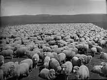 Bungaree Station with sheep in 1906. This closely resembles a photograph which hangs as an original framed print in the Bungaree woolshed.