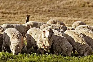 Image 43Sheep grazing in rural Australia. Early British settlers introduced Western stock and crops and Australian agriculture now produces an abundance of fresh produce. (from Culture of Australia)