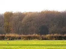 Sheet Hedges Wood