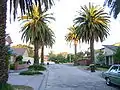 Date palms in Sherwood Road, looking east