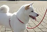 A "white" (also called "cream") Shiba Inu