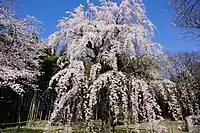 Prunus itosakura 'Pendula' Maxim. ('Shidare-zakura')