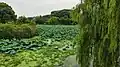 Lotus Pond