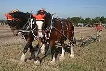 two bay (reddish-brown) horses wearing red caps over their ears, hitched to a plough and pulling it across dried grassy turf with a man walking behind the plough