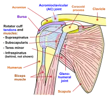 Diagram of the human shoulder joint, front view