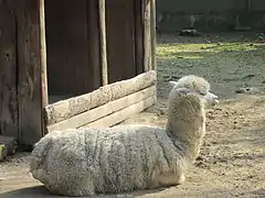 Alpaca