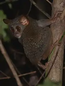 Brown tarsier