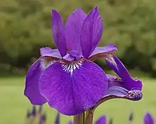 Flower closeup