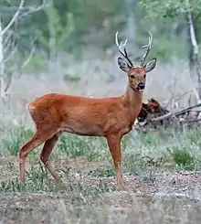 Reddish-brown cervid