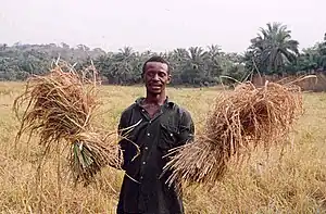 Image 16A farmer with his rice harvest in Sierra Leone. Two-thirds of Sierra Leone's population are directly involved in subsistence agriculture. (from Sierra Leone)