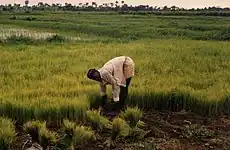 Image 2Rice farming in Rolako (from Sierra Leone)