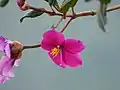 Branch and flowers