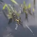 Argiope sp.