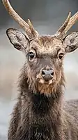 Sika deer (stag) at Jægersborg Dyrehave in Denmark