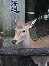 The deer are freely roaming around in both park and temples