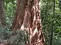 Silk-cotton tree (bombax ceiba) is one of many common tree types. In the forests, this tree can grow very large.