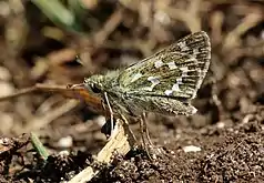 Silver-spotted skipper, Hesperia comma