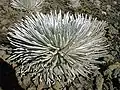 Haleakalā silversword