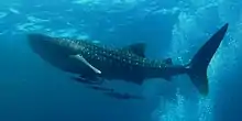 Whale shark at Similan