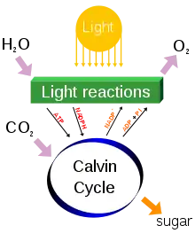 Image 35Photosynthesis changes sunlight into chemical energy, splits water to liberate O2, and fixes CO2 into sugar. (from Carbon dioxide in Earth's atmosphere)